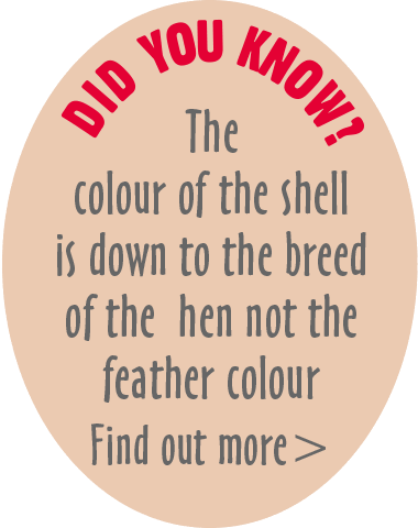 The colour of the shell is down to the breed of the hen not the feather colour