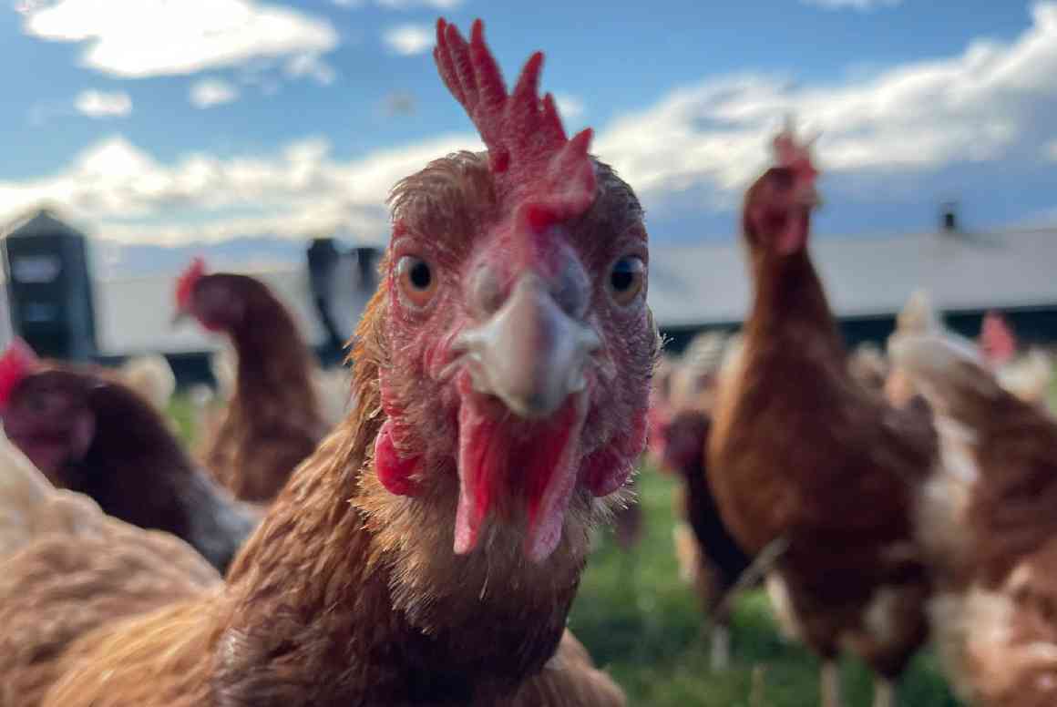 Closeup of an Ellis Eggs hen