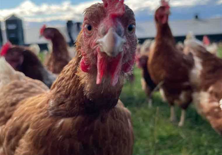 Everything you need to know about Avian Influenza